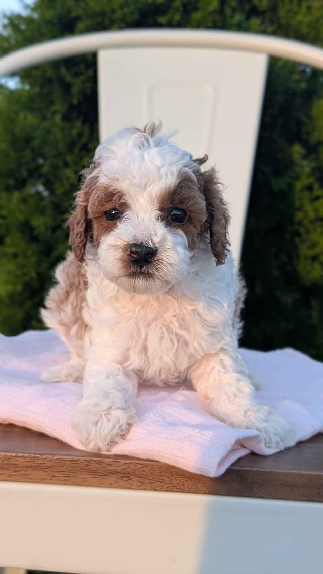 Mini Poodle Pups media 17