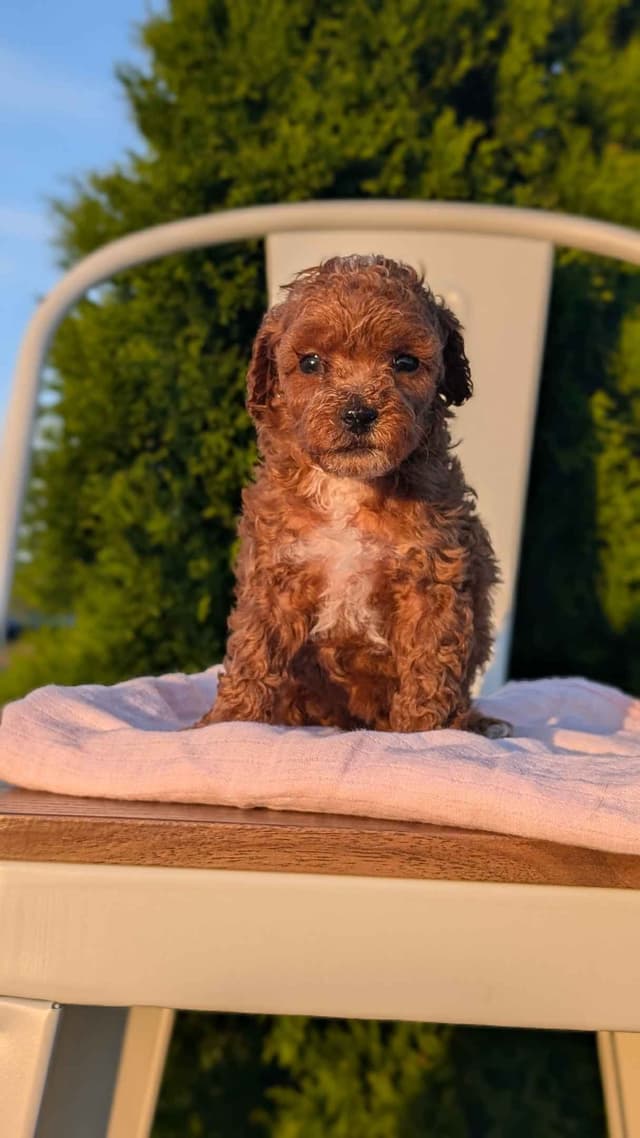 Mini Poodle Pups media 18