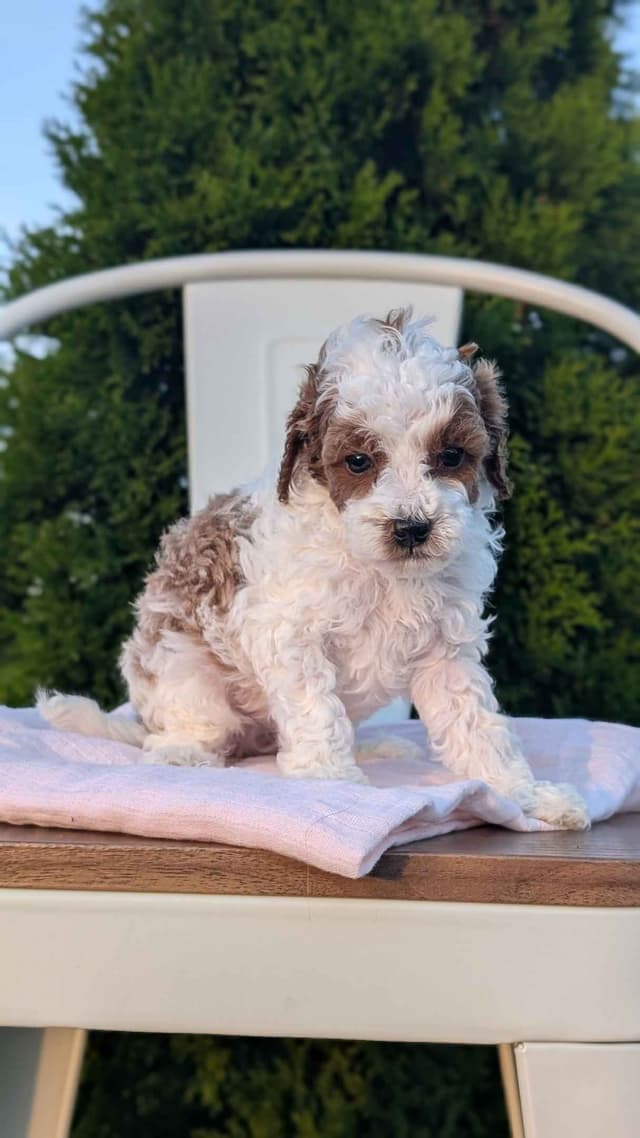 Mini Poodle Pups media 21