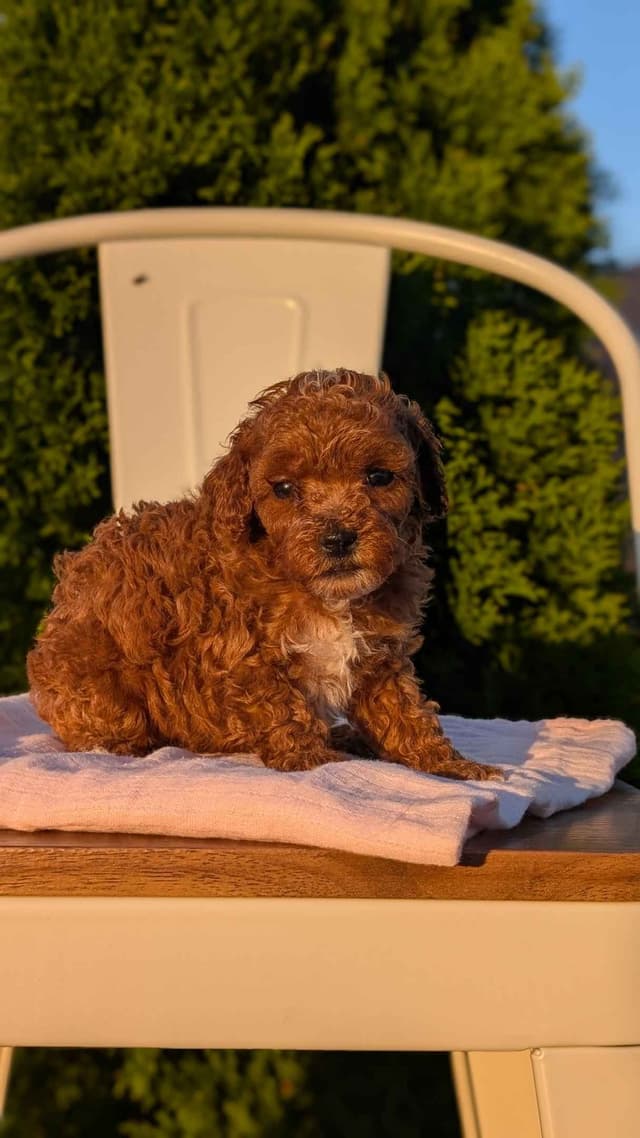 Mini Poodle Pups media 19