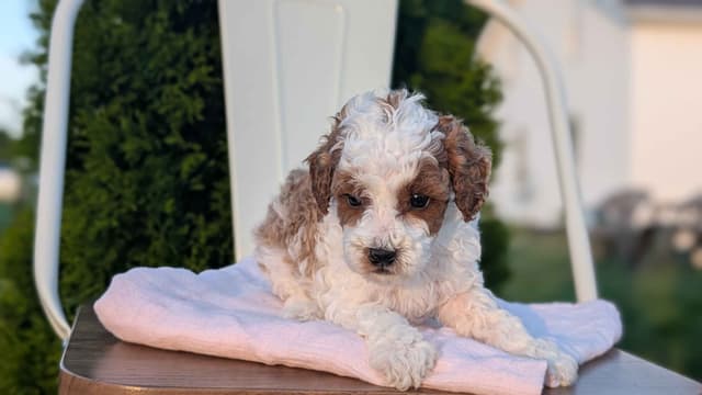 Mini Poodle Pups media 26
