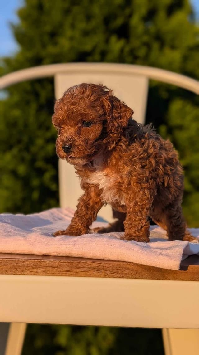 Mini Poodle Pups media 22