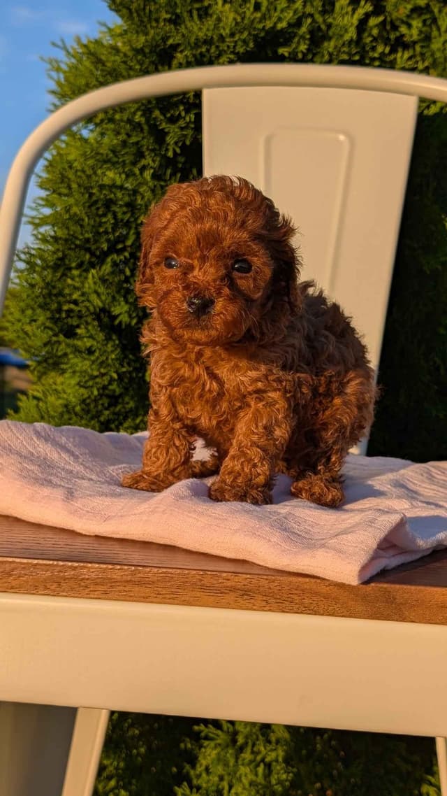 Mini Poodle Pups media 23