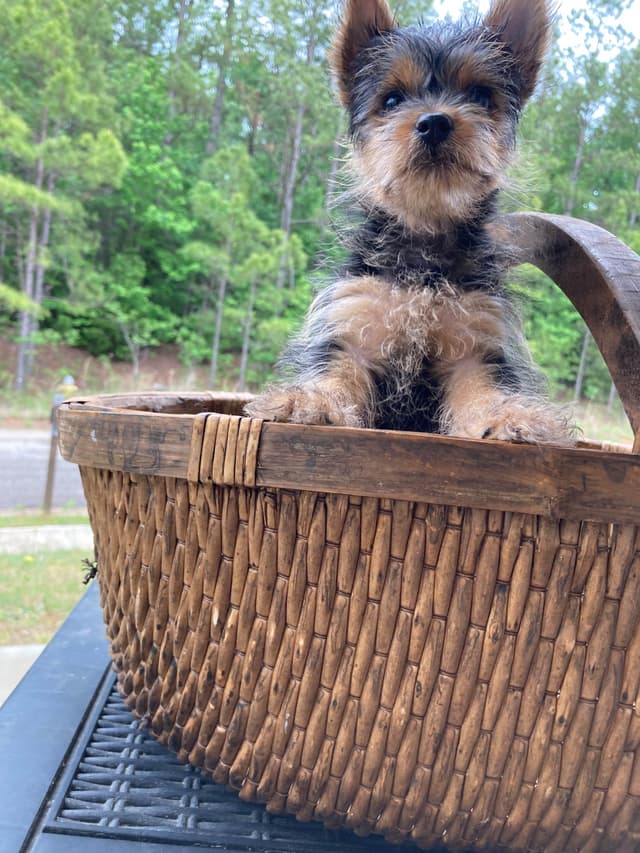 Yorkshire Terrier Puppies media 3