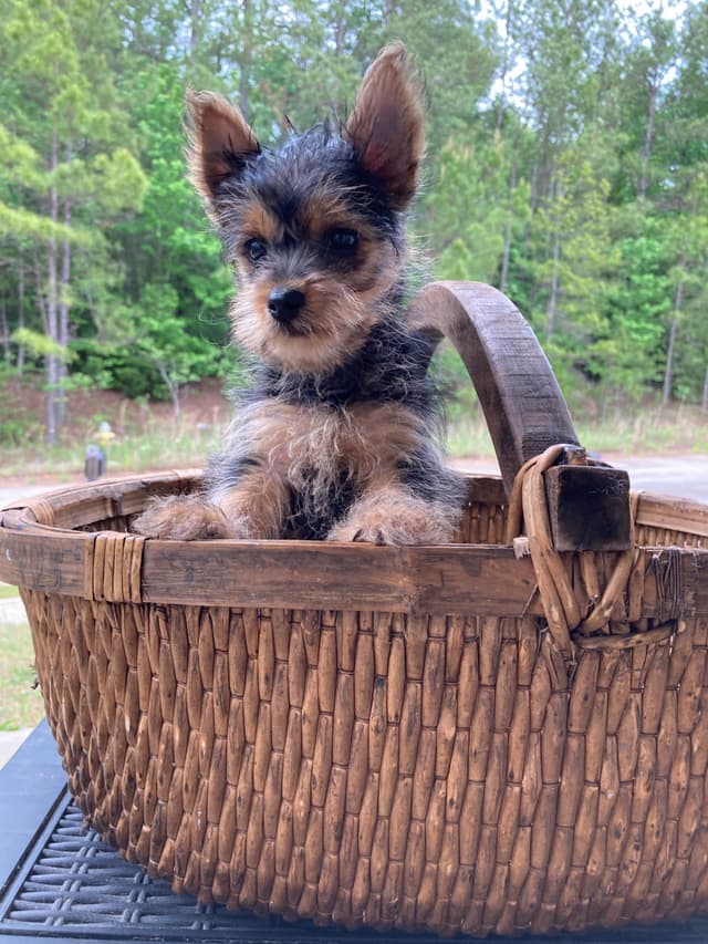 Yorkshire Terrier Puppies media 2