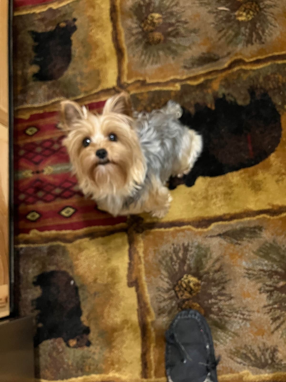 Yorkshire Terrier Puppies breeder image 1