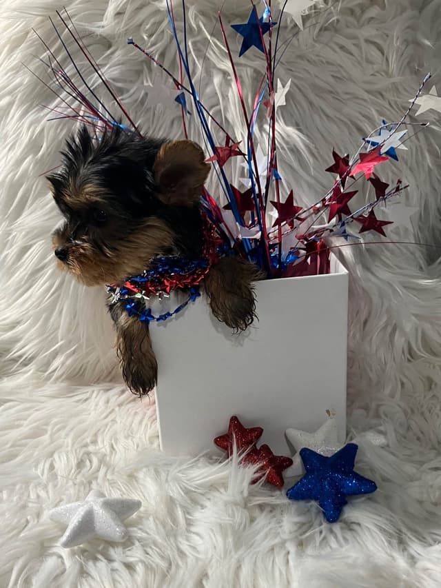 Yorkshire Terrier Puppies media 2