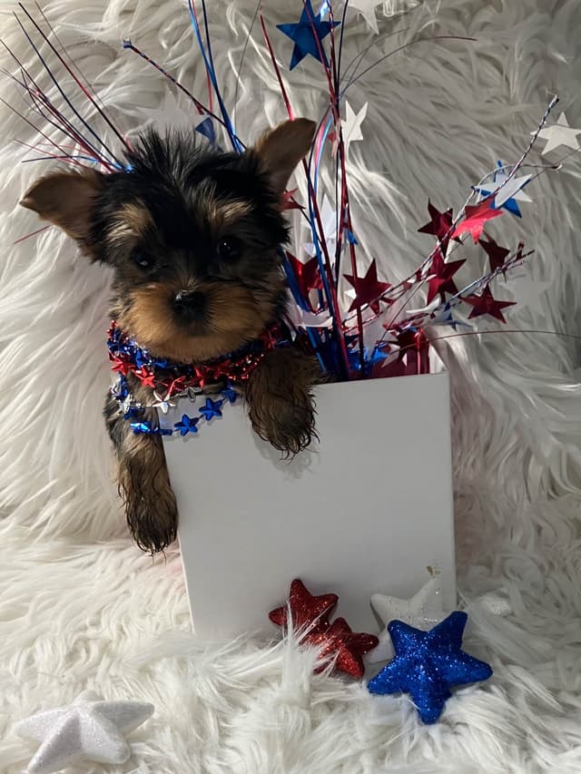 Yorkshire Terrier Puppies media 3
