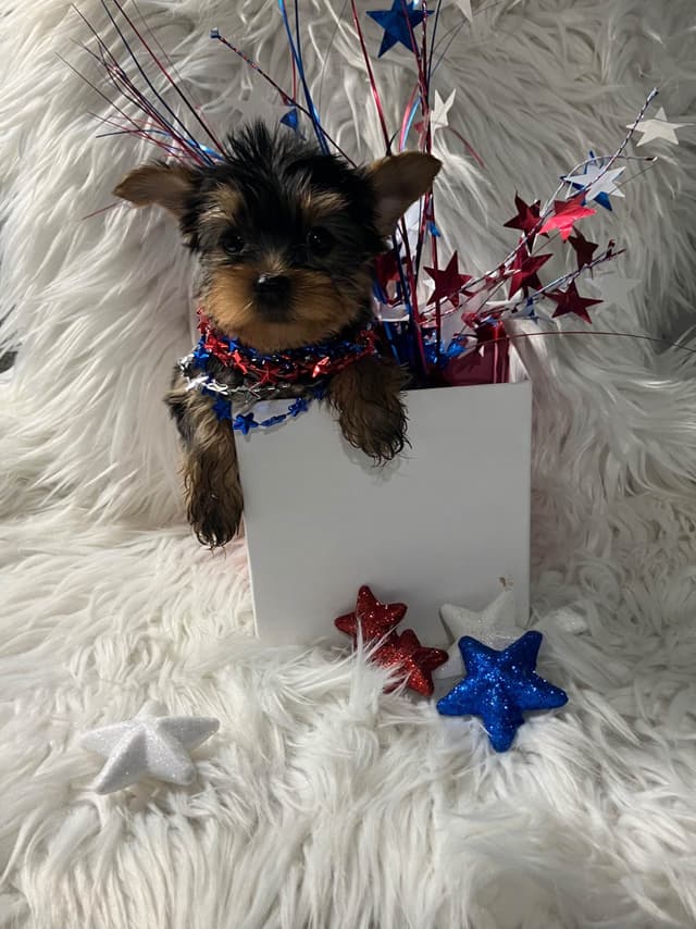 Yorkshire Terrier Puppies media 4