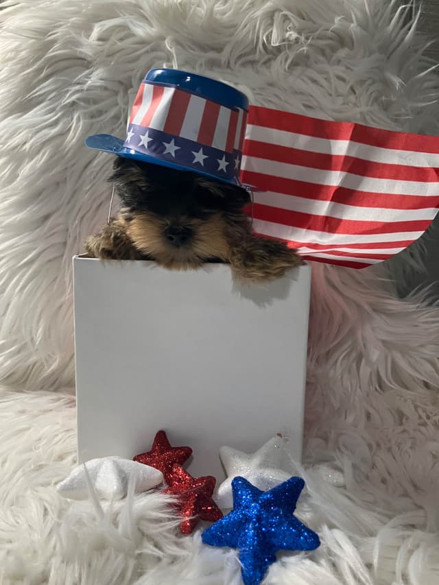 Yorkshire Terrier Puppies media 6