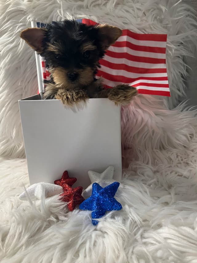 Yorkshire Terrier Puppies media 7