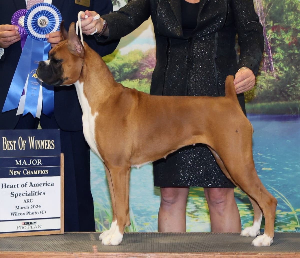Boxer Puppies breeder image 1