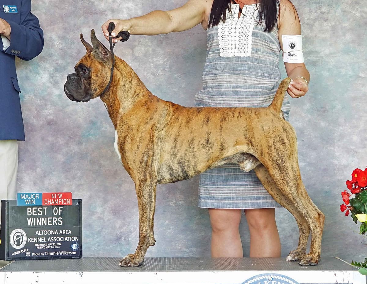 Boxer Puppies breeder image 2