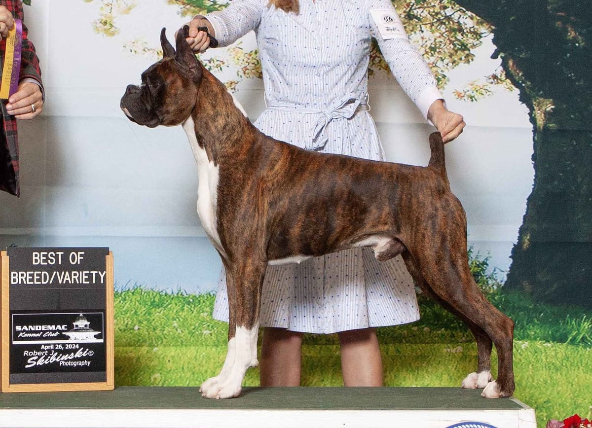 Boxer Puppies breeder image 4