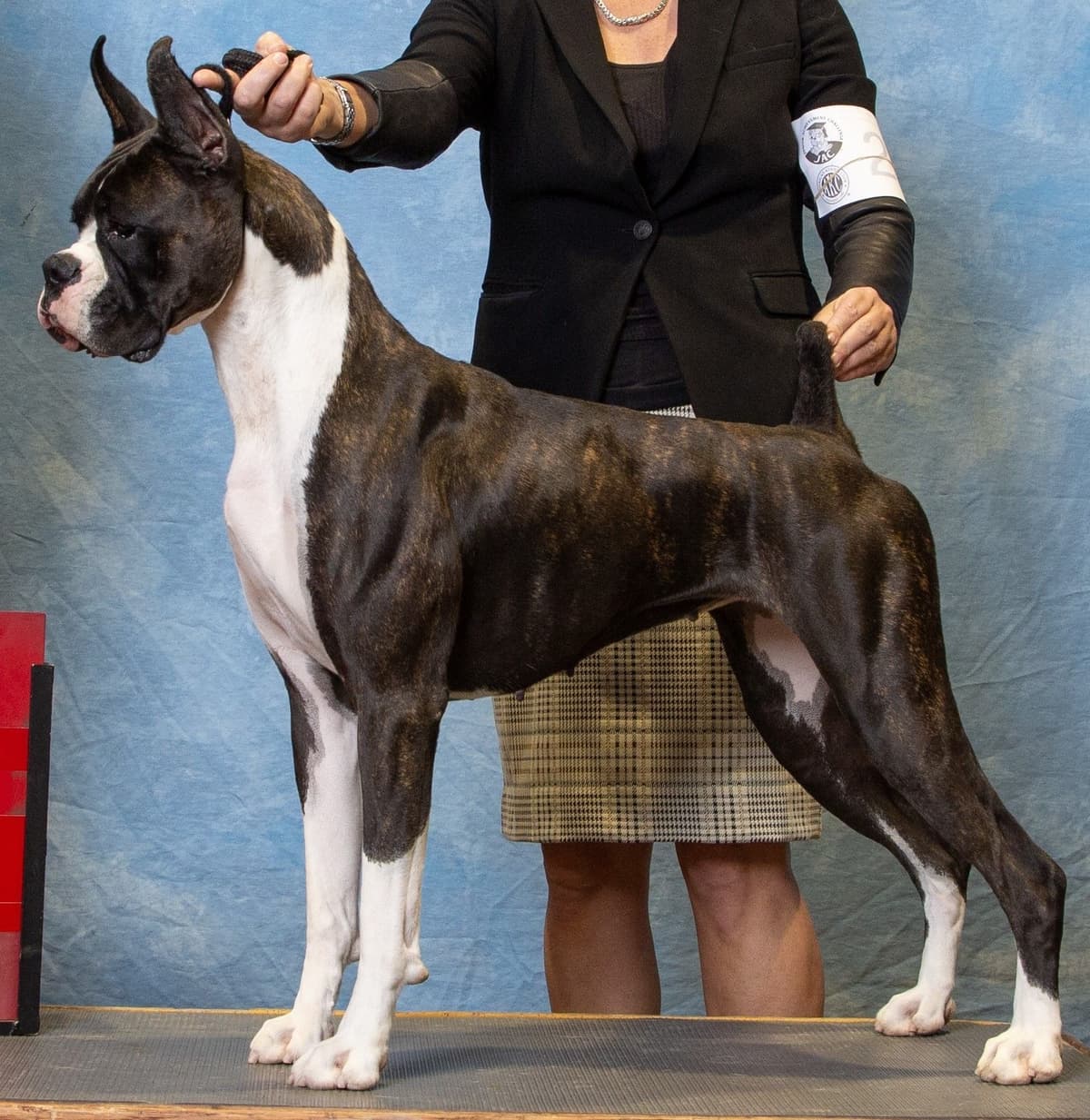 Boxer Puppies breeder image 5