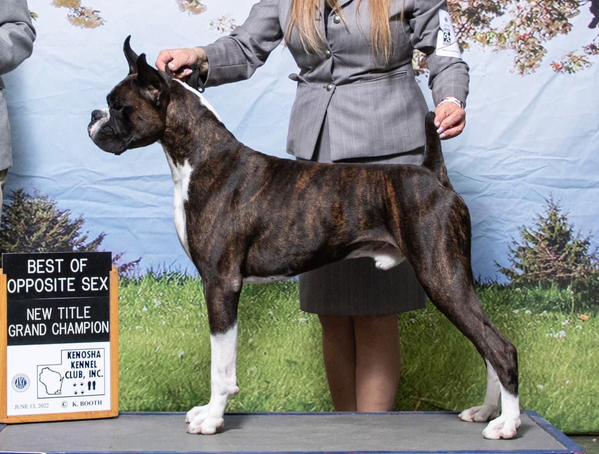 Boxer Puppies breeder image 7