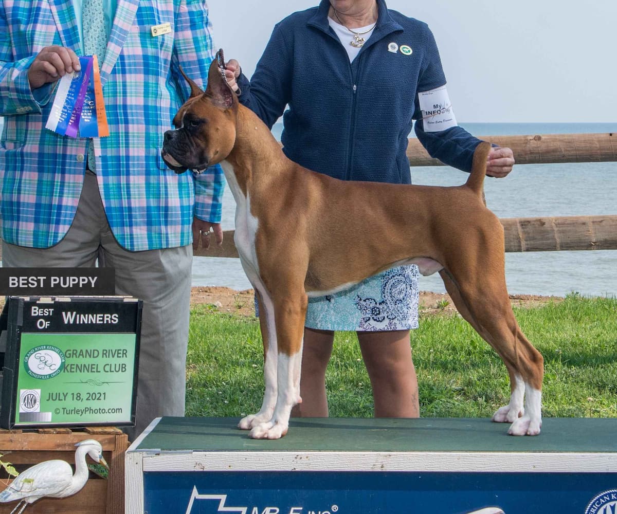 Boxer Puppies breeder image 8