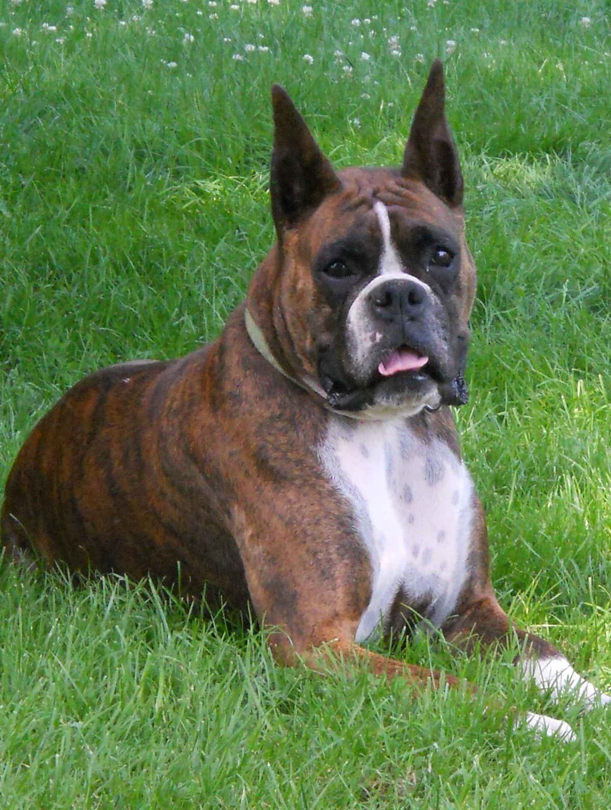 Boxer Puppies breeder image 9