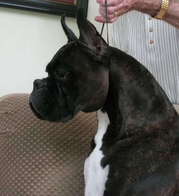 Boxer Puppies breeder image 10
