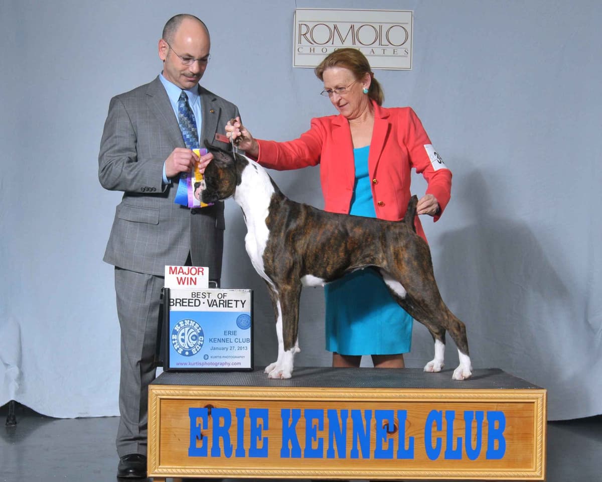 Boxer Puppies breeder image 11