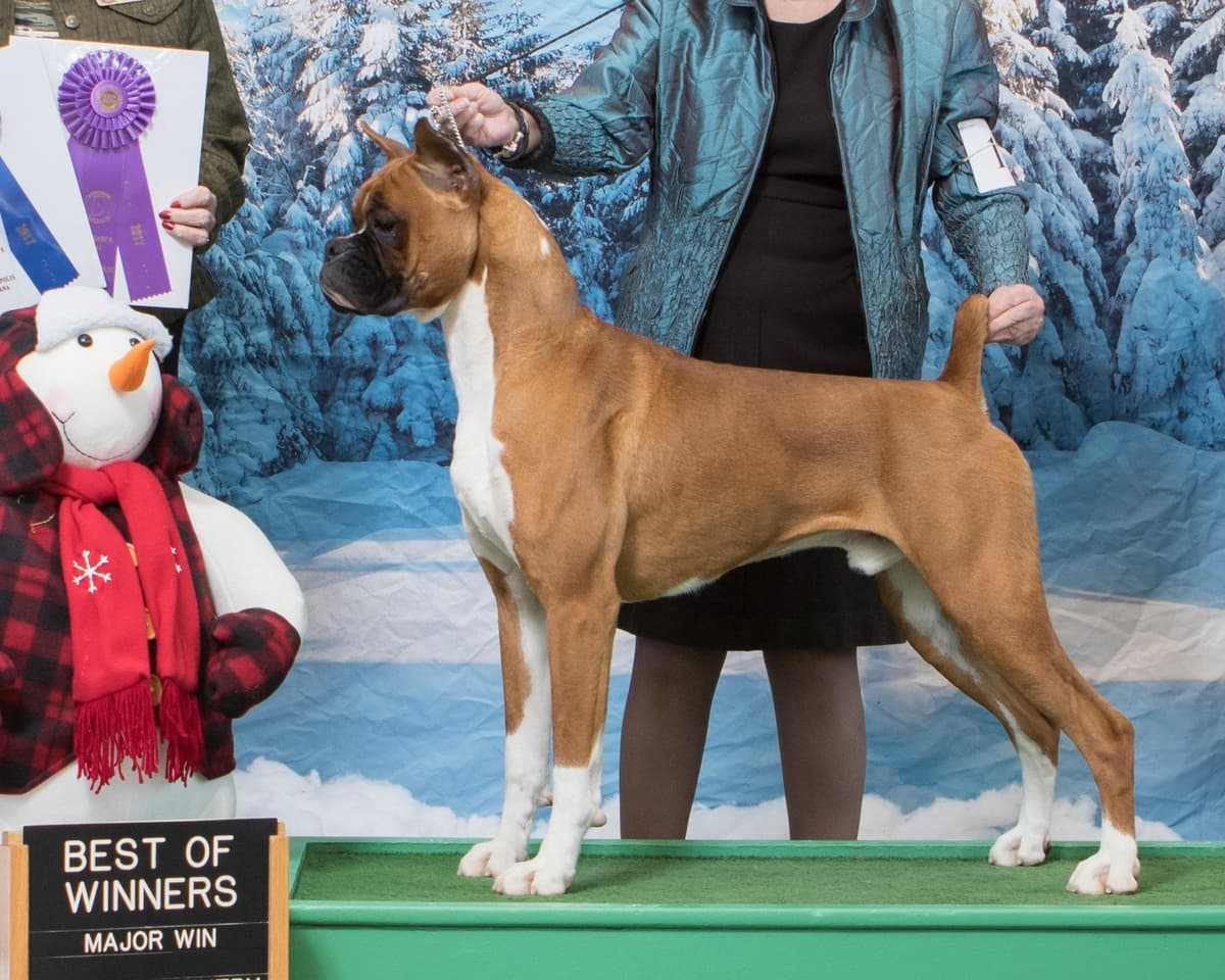 Boxer Puppies breeder image 13