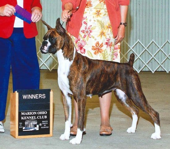 Boxer Puppies breeder image 14