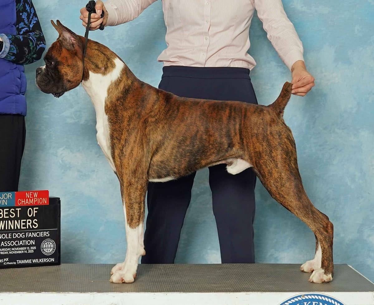 Boxer Puppies breeder image 15