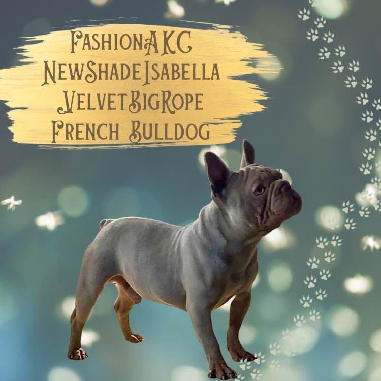 ✨ 4 Rare Merle & Chocolate Frenchie Puppies • AKC • Ready Now! ✨ breeder image 1