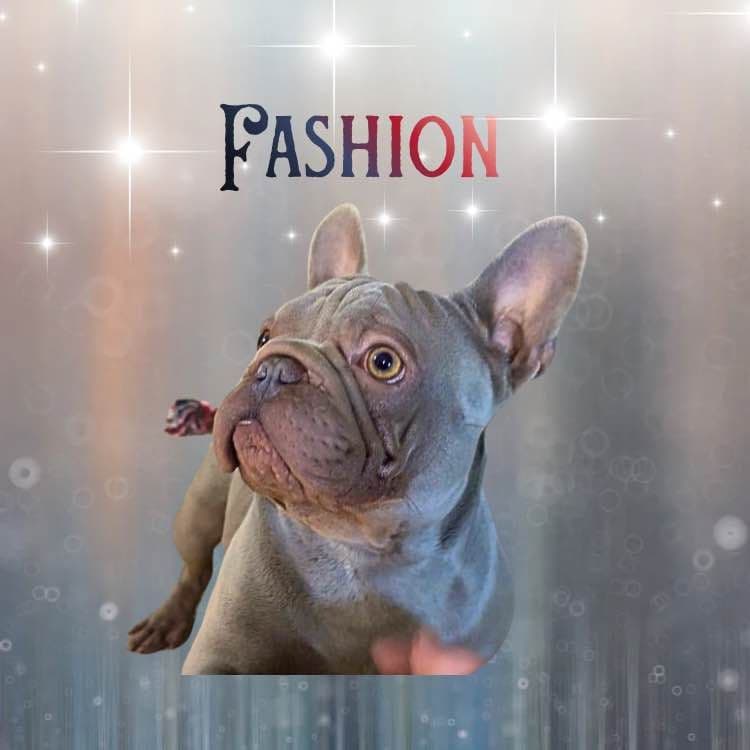 ✨ 4 Rare Merle & Chocolate Frenchie Puppies • AKC • Ready Now! ✨ breeder image 3