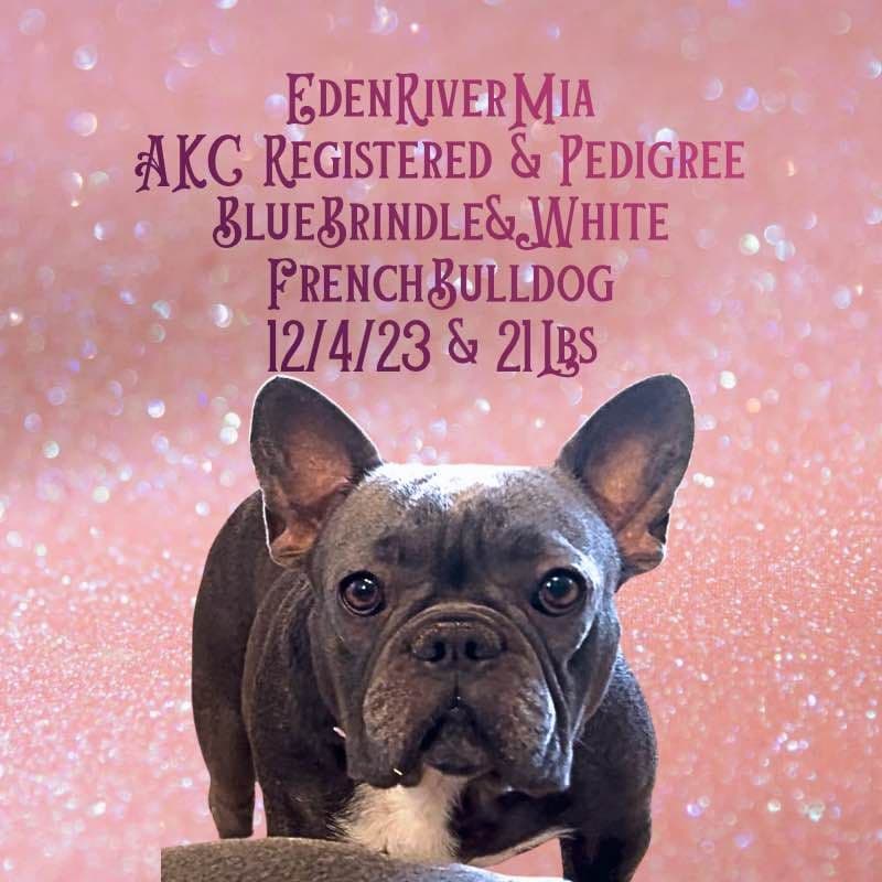 ✨ 4 Rare Merle & Chocolate Frenchie Puppies • AKC • Ready Now! ✨ breeder image 2