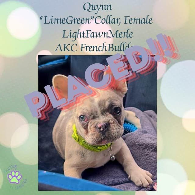 ✨ 4 Rare Merle & Chocolate Frenchie Puppies • AKC • Ready Now! ✨ media 7