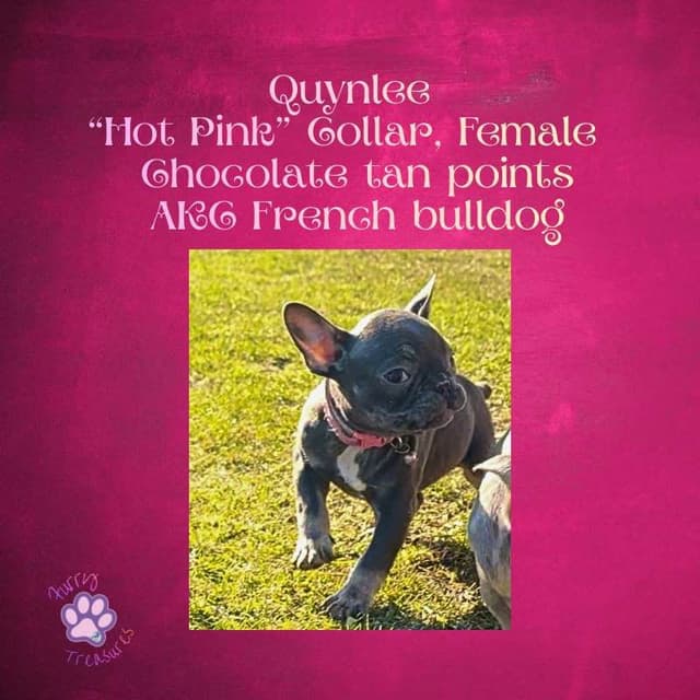 ✨ 4 Rare Merle & Chocolate Frenchie Puppies • AKC • Ready Now! ✨ media 5
