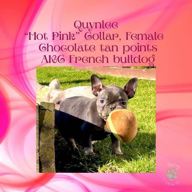 ✨ 4 Rare Merle & Chocolate Frenchie Puppies • AKC • Ready Now! ✨ media 6