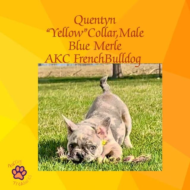 ✨ 4 Rare Merle & Chocolate Frenchie Puppies • AKC • Ready Now! ✨ media 2