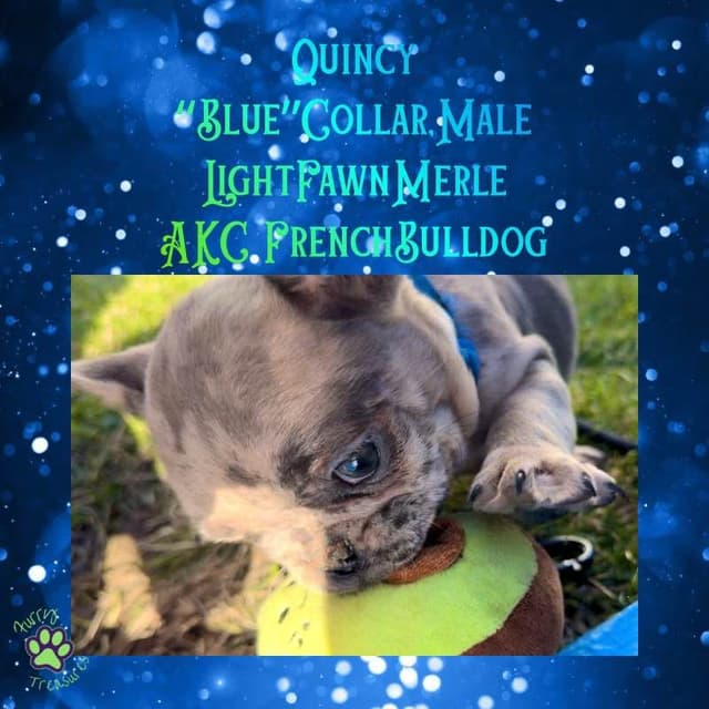 ✨ 4 Rare Merle & Chocolate Frenchie Puppies • AKC • Ready Now! ✨ media 3