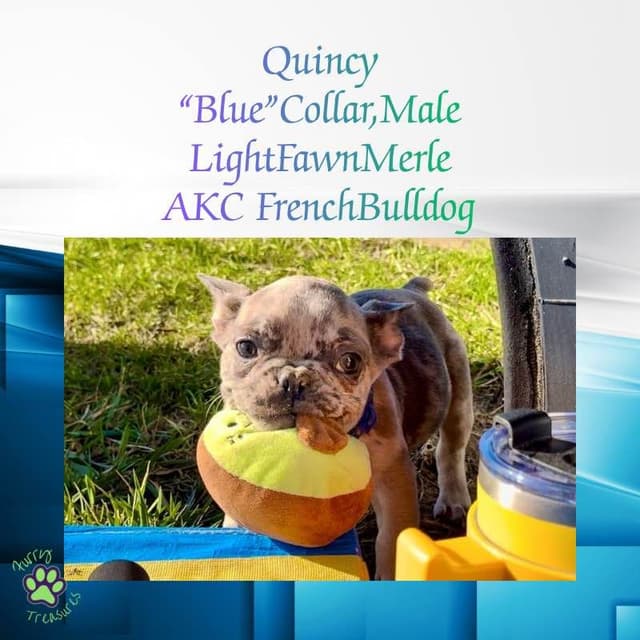 ✨ 4 Rare Merle & Chocolate Frenchie Puppies • AKC • Ready Now! ✨ media 4
