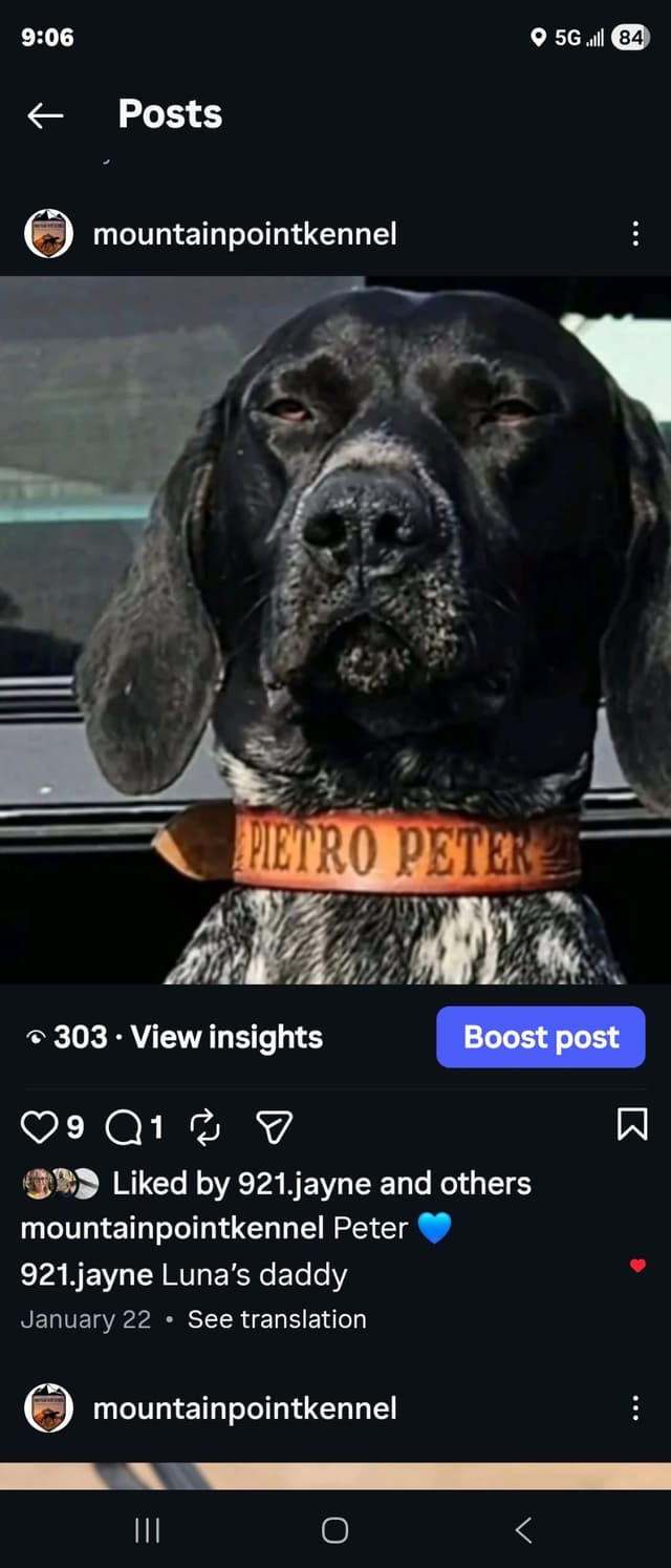 German Shorthaired Pointer Puppies media 2