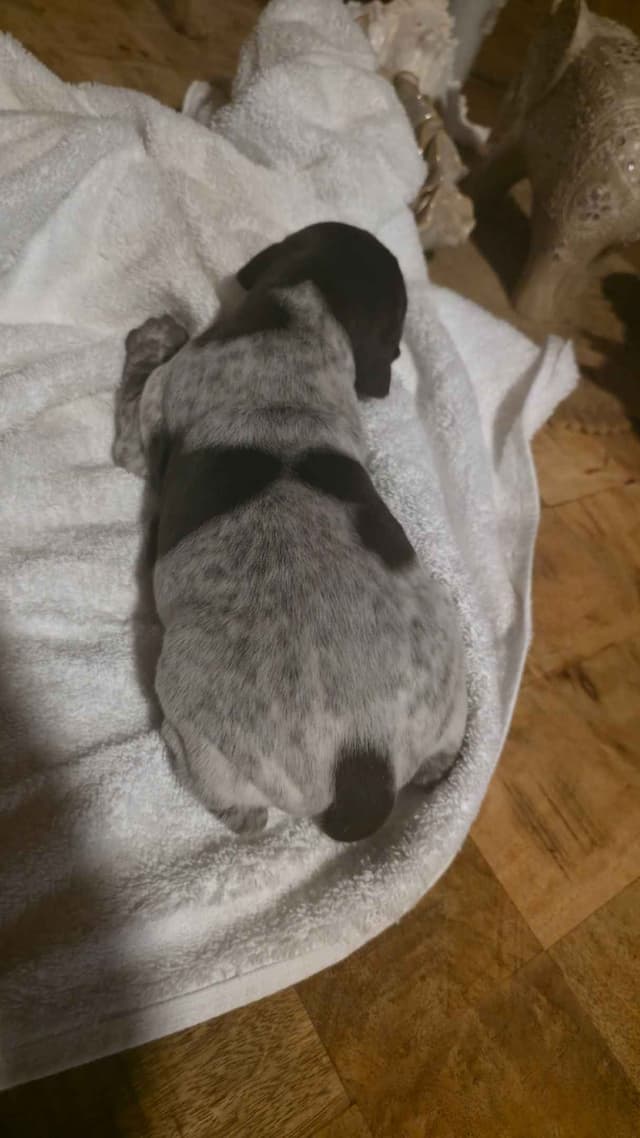 German Shorthaired Pointer Puppies media 3