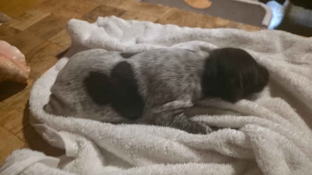 German Shorthaired Pointer Puppies media 4