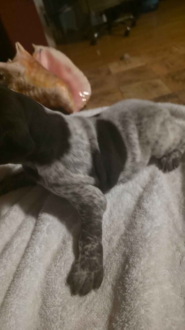 German Shorthaired Pointer Puppies media 5