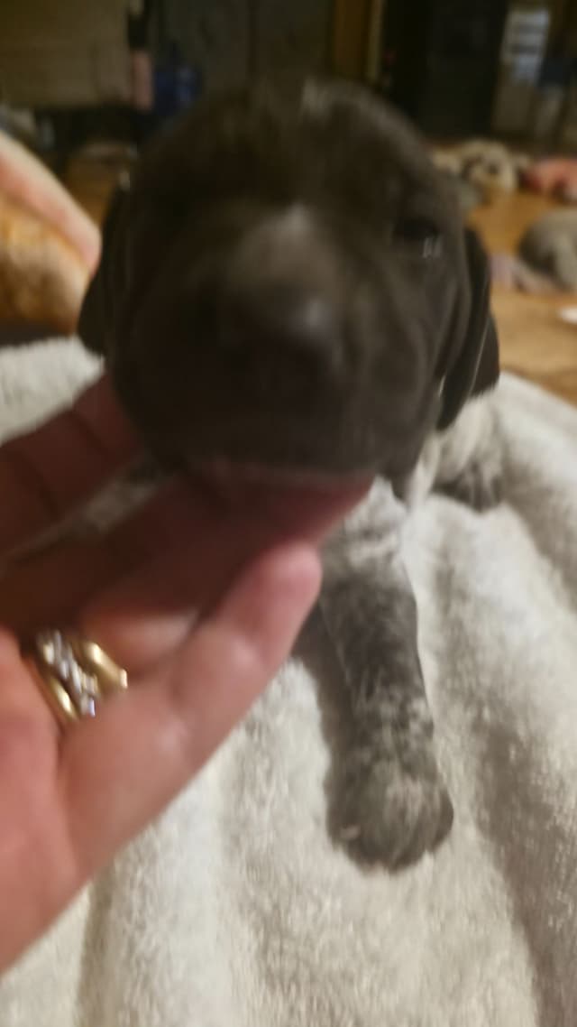 German Shorthaired Pointer Puppies media 6