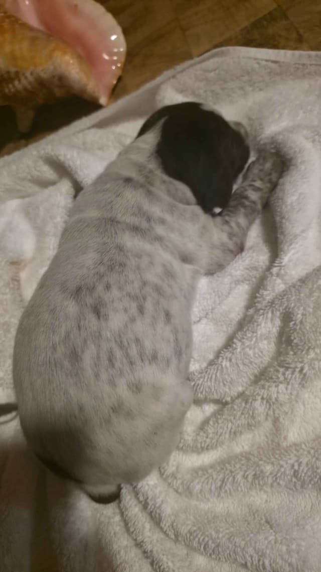German Shorthaired Pointer Puppies media 8