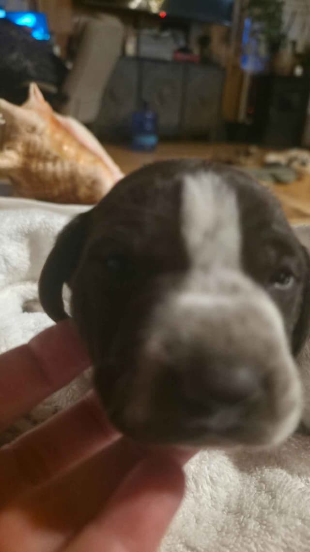 German Shorthaired Pointer Puppies media 9