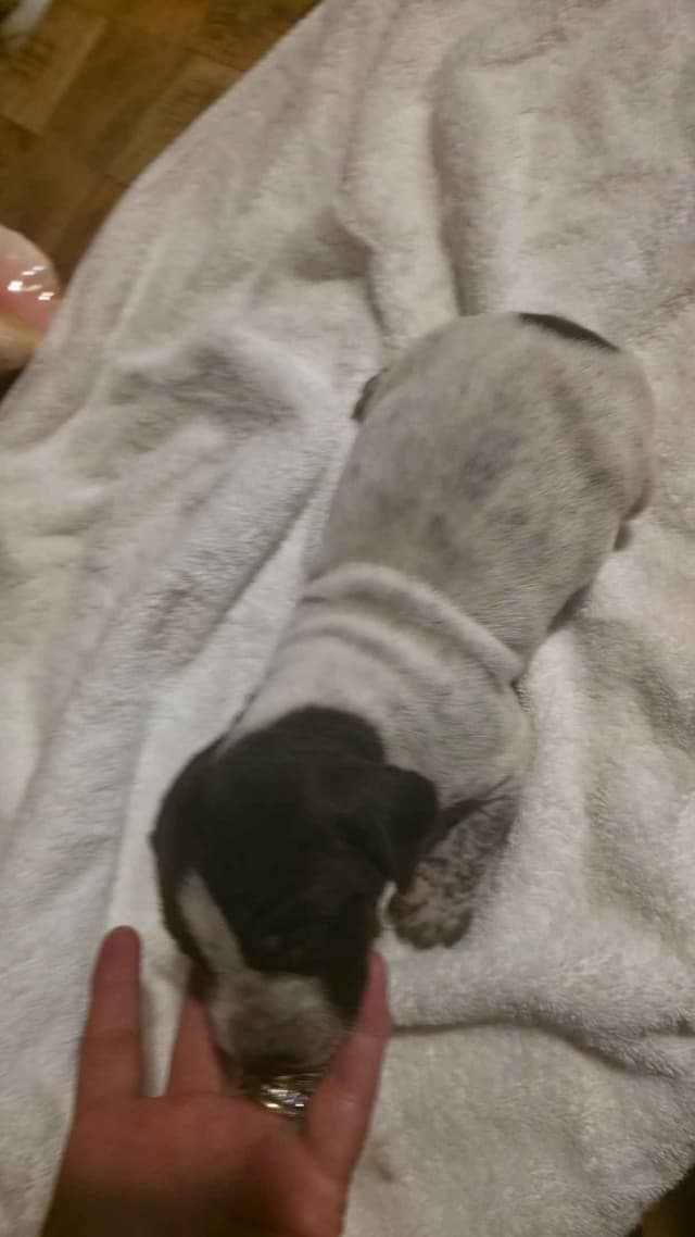 German Shorthaired Pointer Puppies media 11