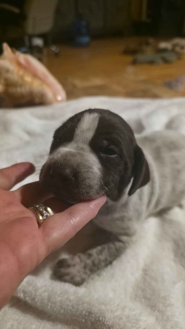 German Shorthaired Pointer Puppies media 12