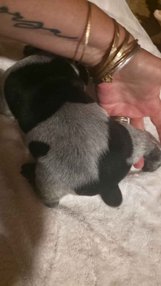 German Shorthaired Pointer Puppies media 13