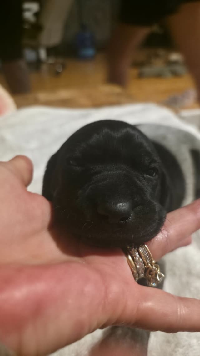 German Shorthaired Pointer Puppies media 14