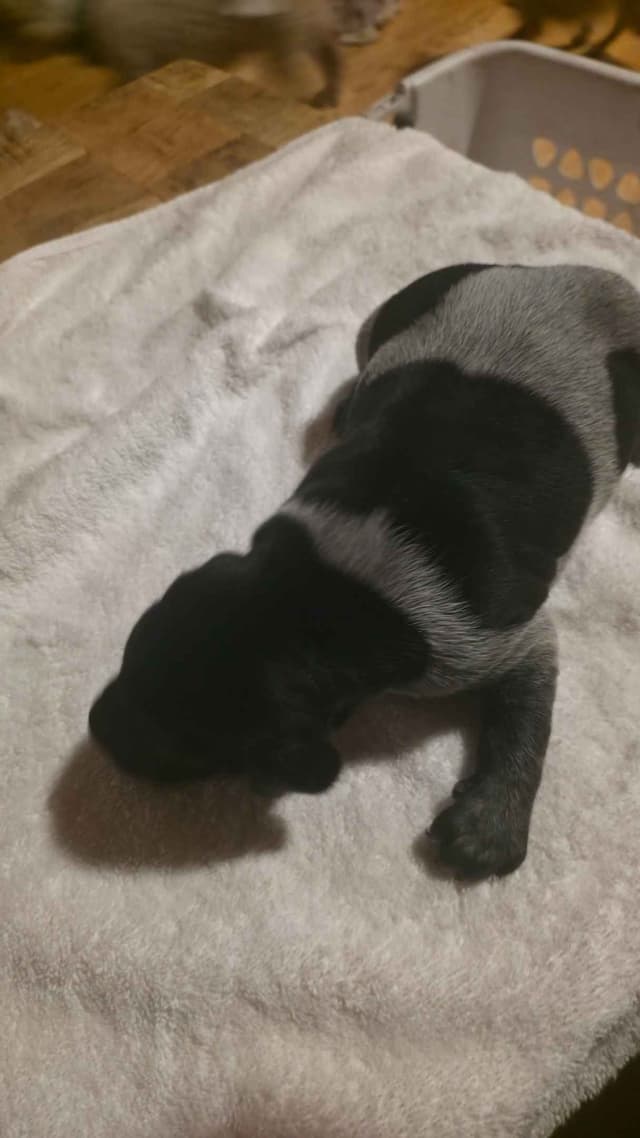 German Shorthaired Pointer Puppies media 16