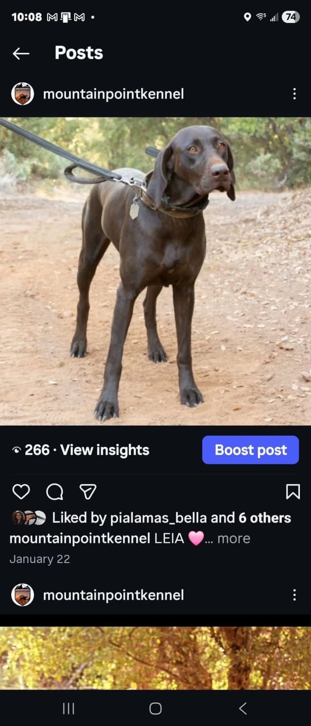 German Shorthaired Pointer Puppies media 2