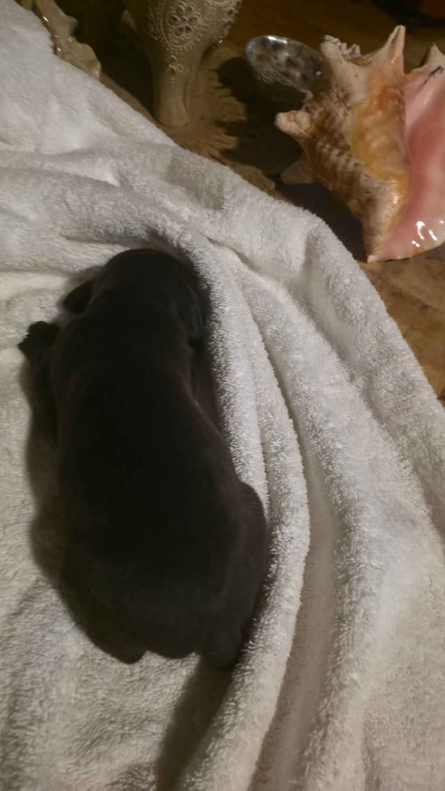 German Shorthaired Pointer Puppies media 3